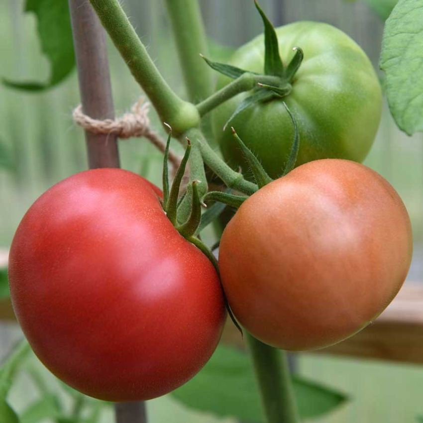 Japansk tomat F1 'Pink Treat' i gruppen Frø / Billigkroken hos Impecta Fröhandel (29710)