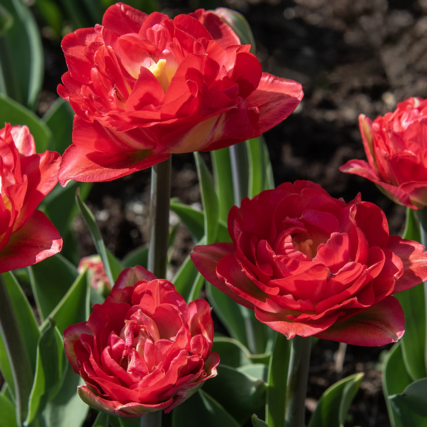 Tulipan 'Pamplona' 5 stk. i gruppen Løk og knoller / Vårblomstrende løker og knoller / Eksklusive tulipaner hos Impecta Fröhandel (466260)