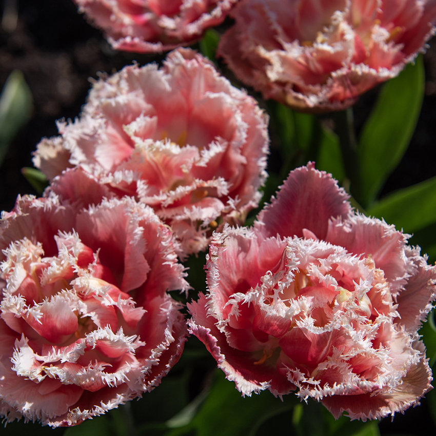 Tulipan 'Queensland' 5 stk. i gruppen Løk og knoller / Vårblomstrende løker og knoller / Eksklusive tulipaner hos Impecta Fröhandel (466280)
