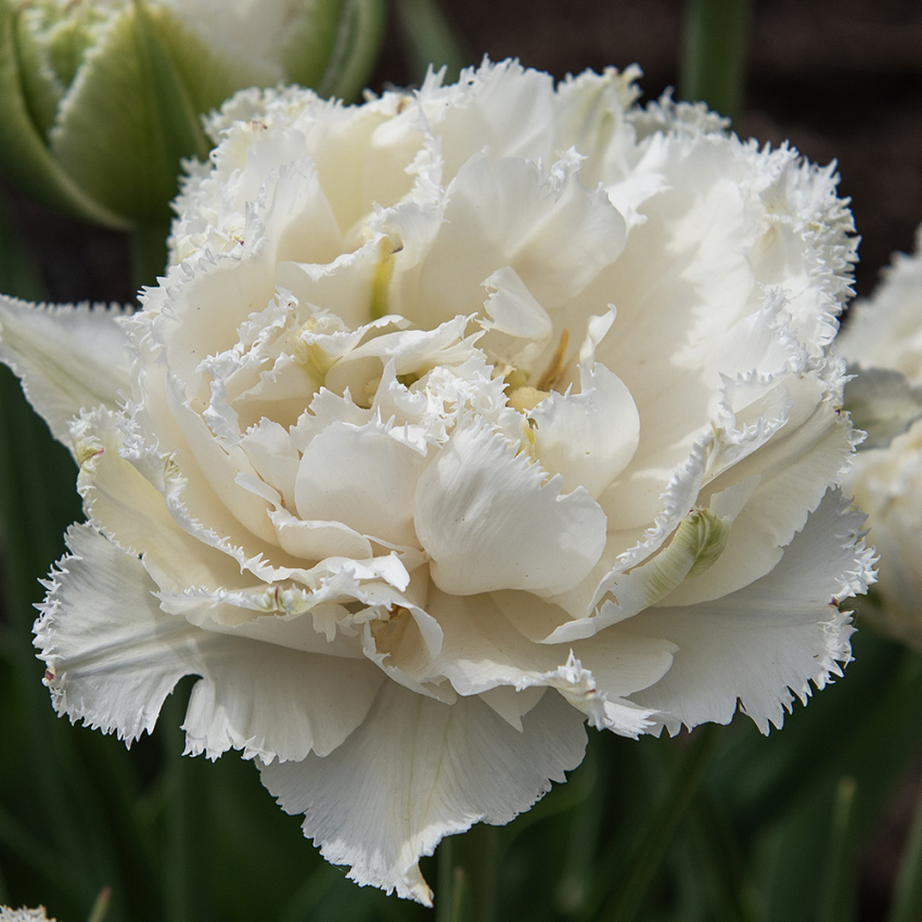 Tulipan 'Snow Crystal' 5 stk. i gruppen Løk og knoller / Vårblomstrende løker og knoller / Eksklusive tulipaner hos Impecta Fröhandel (466320)