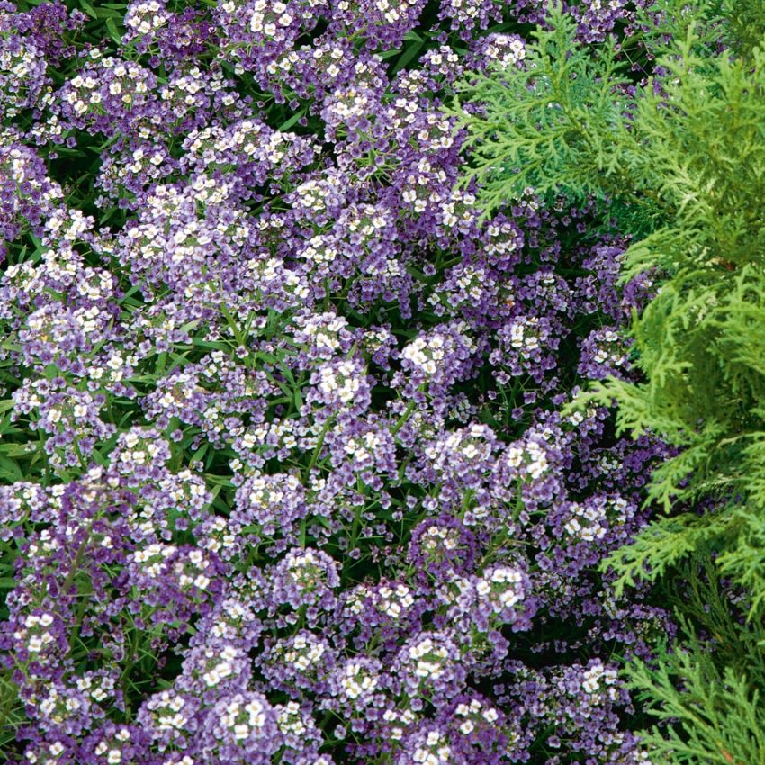 Silkedodre 'Violet Queen' i gruppen Frø / Ettårige blomster hos Impecta Fröhandel (8528)