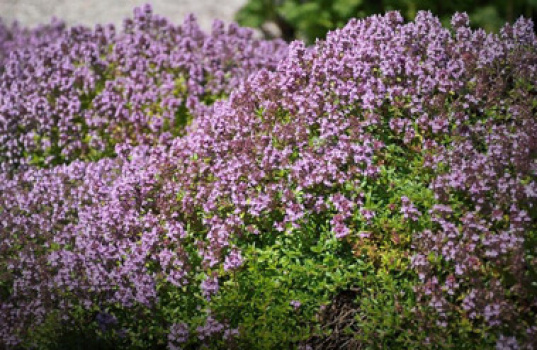 Planter som dekker bakken