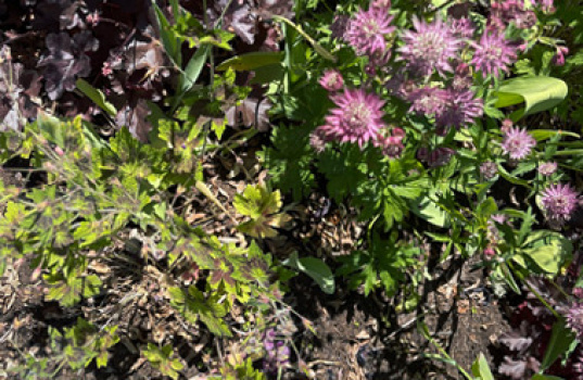 Tørke i hagen – hva gjør jeg?