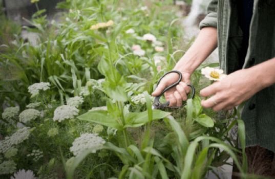 Dyrk snittblomster på liten plass