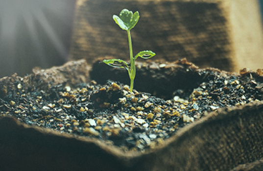 Et frø har spiret – hva gjør jeg nå?