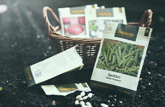 Et frø skal spire – den aller første såingen for nybegynnere