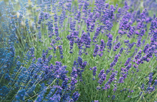 Slik dyrker du lavendel