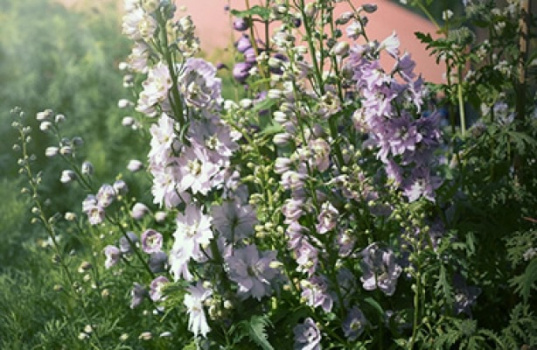 Bli kjent med den staselige riddersporen