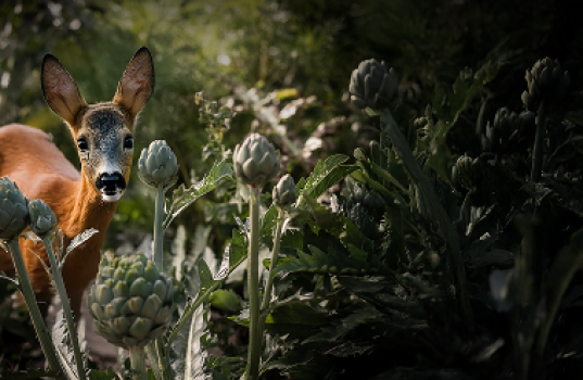 Rådyr i hagen – hvordan kan vi beskytte plantene?