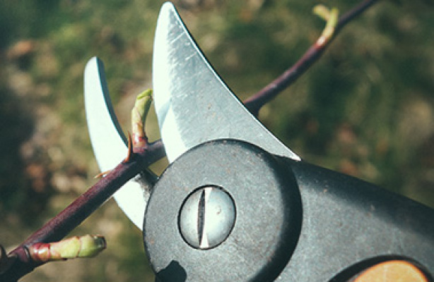 Beskjære roser – når og hvordan?