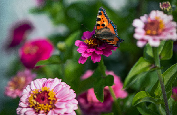 Syv lettdyrkede sommerblomster