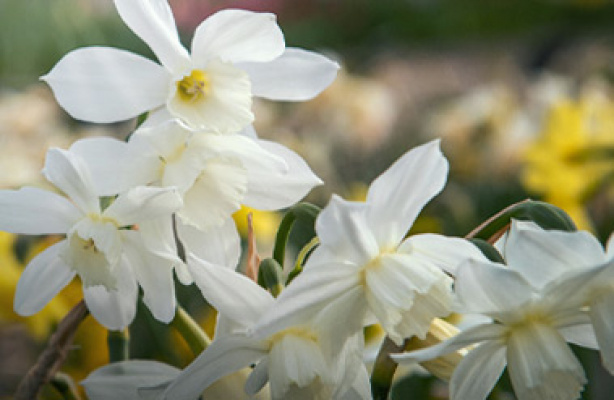 Dyrk vårblomstrende påskeliljer