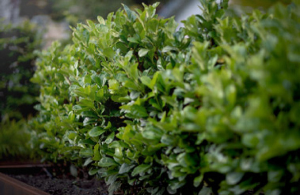 Vintergrønne planter i hagen