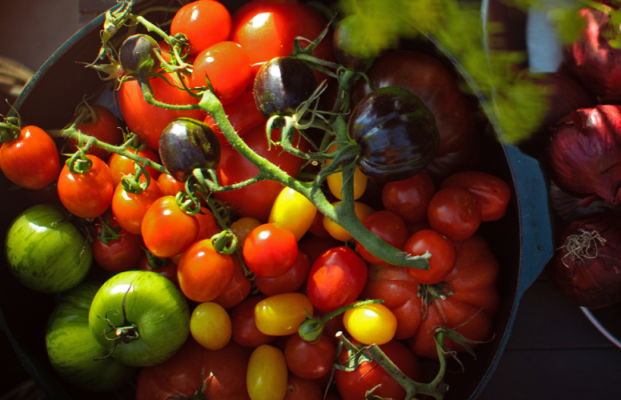 Dyrk tomater som en proff – 5 tips som gir stor avling