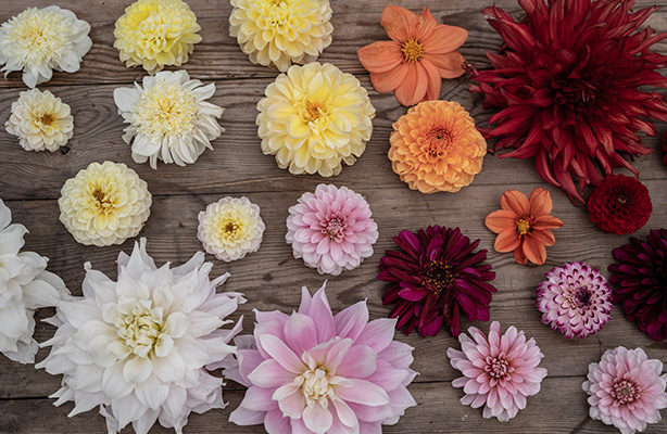 Georginer – forskjellige sorter