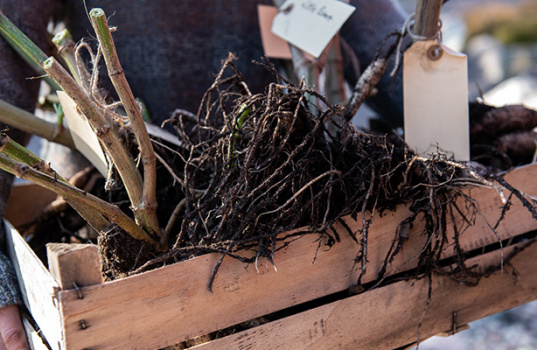 Georginer om vinteren – grav dem opp