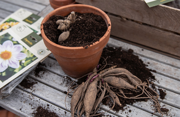 Dyrk georginer fra knoller