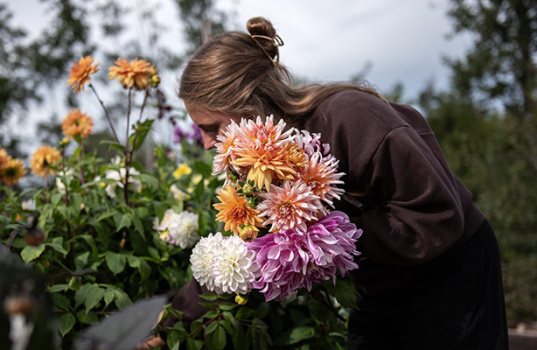 Dyrk georginer i blomsterbed og potter