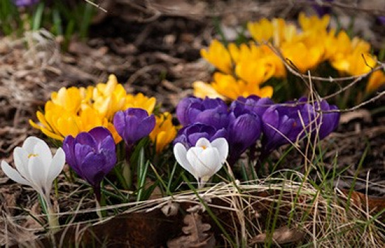 Plant krokus for insektene
