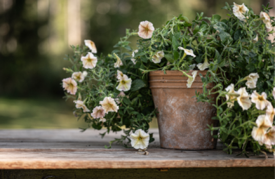 Når skal jeg så petunia?