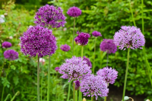 Allium – blomstrende kuler