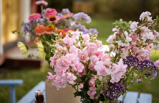 Dyrking av snittblomster – velg riktige sorter til bukettene dine