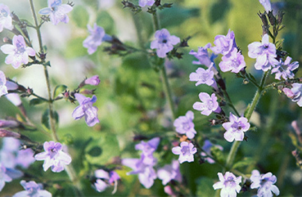 Stauder som blomstrer den første sommeren