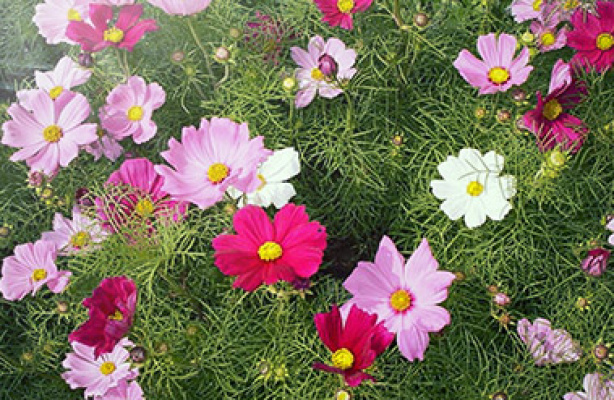 Sørg for at blomstene blomstrer!