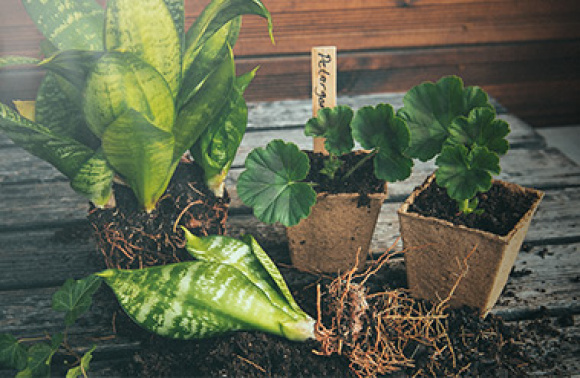 Reproduser potteplanter: dyrk fra frø, ta stiklinger eller del frøplanter