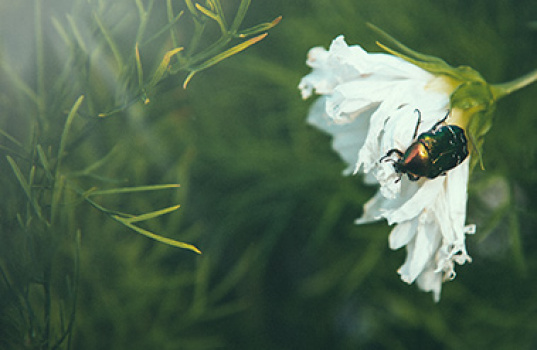 Våre nyttige insekter