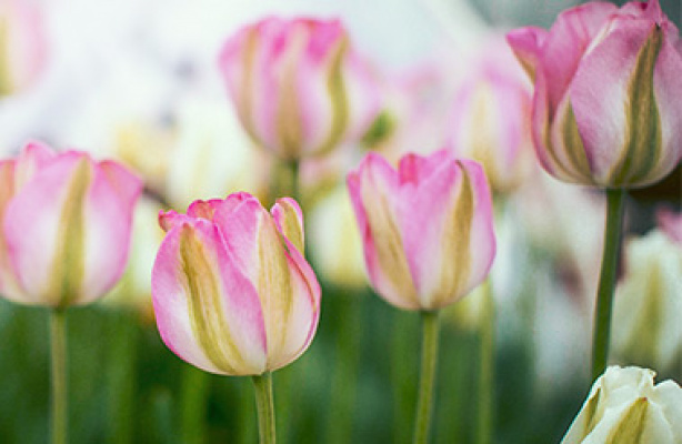 Lasagneplanting av blomsterløk