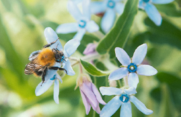 Pollinering - et frø blir til