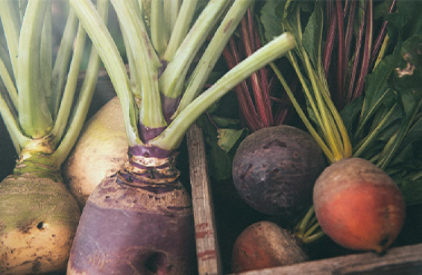 Rotgrønnsaker - de gode røttene