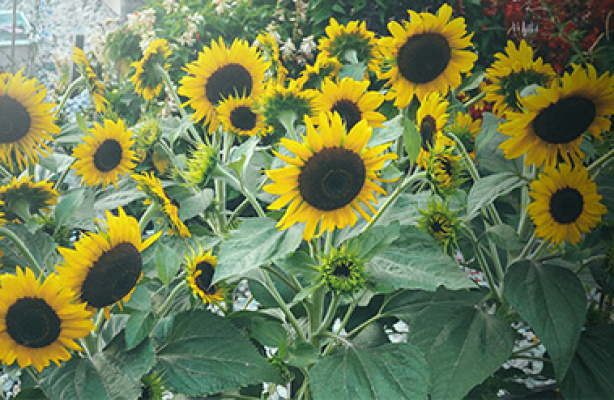 Flerårige Blomster til Hagen: En Komplett Guide for En Frodig Hage () Flerårige Blomster til Hagen: En Komplett Guide for En Frodig Hage