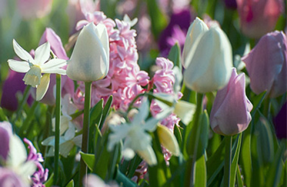 Dyrk tulipaner i blomsterbed og potter