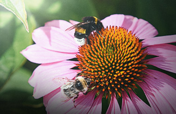 Blomster for insekter