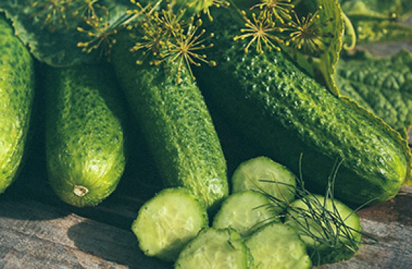 Dyrke agurker – 10 spørsmål og svar