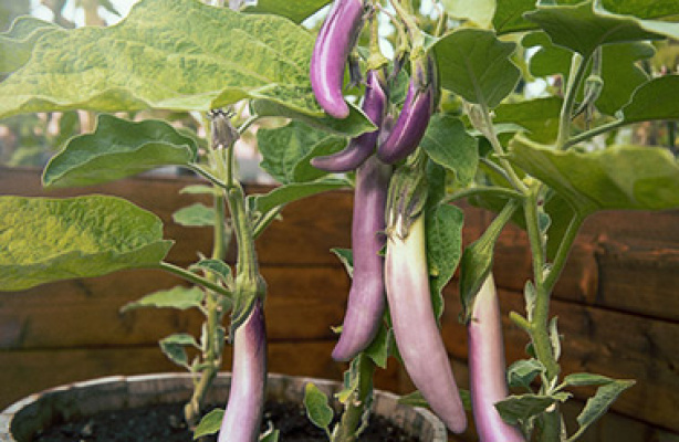 Dyrk og nyt aubergine