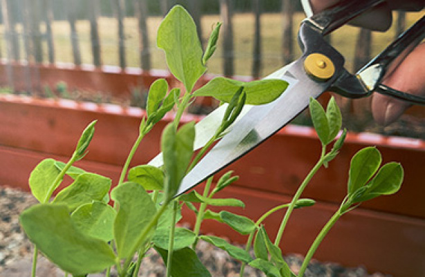 Topp dine sådde planter