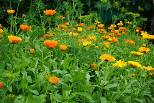 Dyrk grønnsaker og blomster