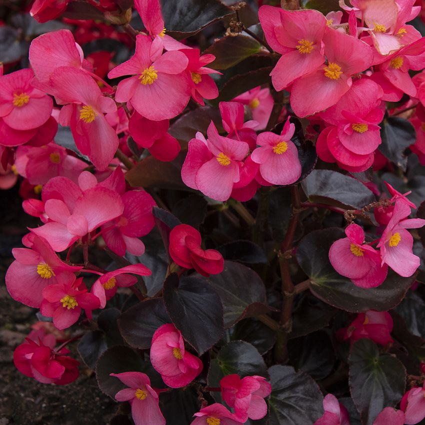 Begonia F1 'Viking Pink on Chocolate' i gruppen Frø / Ettårige blomster hos Impecta Fröhandel (10051)