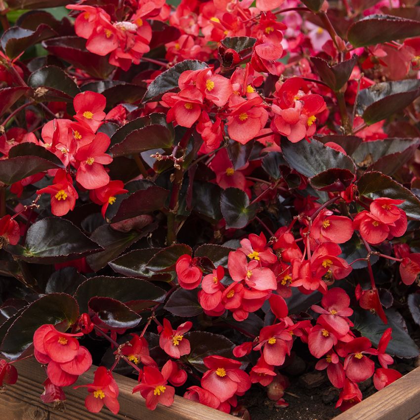 Begonia F1 'Viking Red on Chocolate' i gruppen Frø / Ettårige blomster hos Impecta Fröhandel (10054)