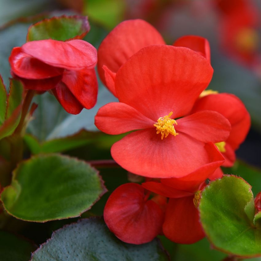 Sommerbegonia F1 'Super Olympia Red' i gruppen Frø / Ettårige blomster hos Impecta Fröhandel (10055)