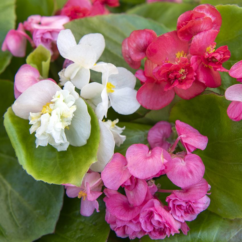 Sommerbegonia F1 ''Queen mix''