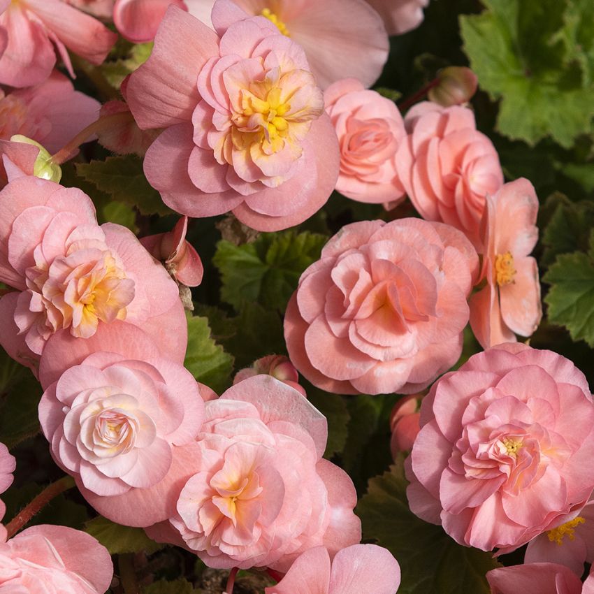 Knollbegonia F1 'Fortune Pink' i gruppen Frø / Ettårige blomster hos Impecta Fröhandel (10058)