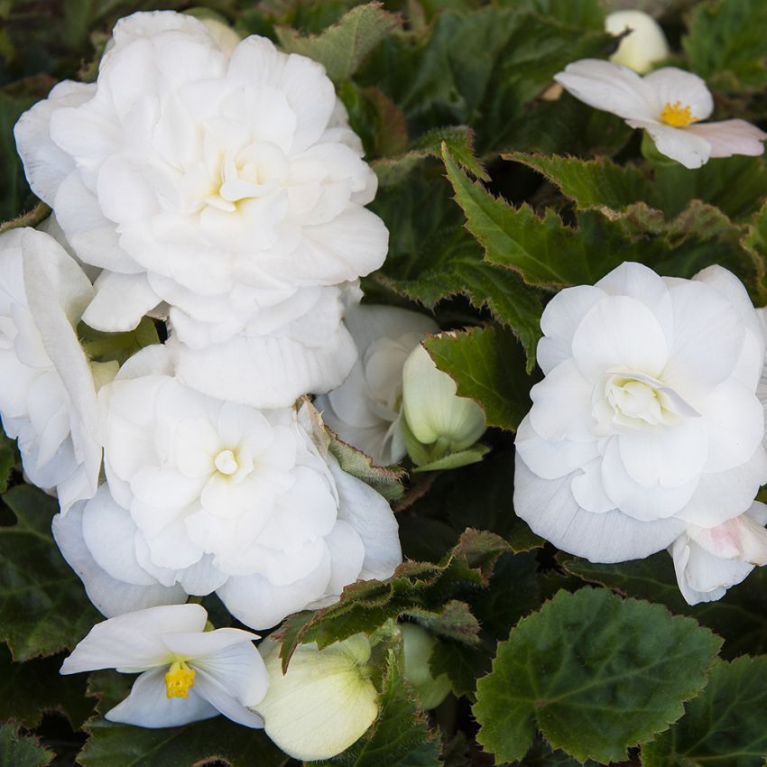 Knollbegonia F1 'Fortune White' i gruppen Frø / Ettårige blomster hos Impecta Fröhandel (10059)