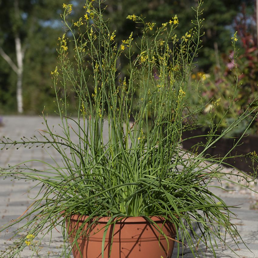 Balsambulbine i gruppen Frø / Flerårige potteplanter hos Impecta Fröhandel (10060)