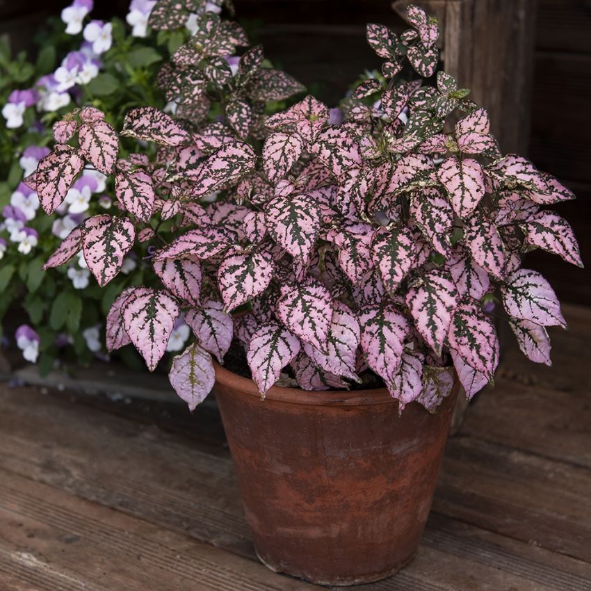 Polkadotplante 'Splash Select Pink' i gruppen Frø / Flerårige potteplanter hos Impecta Fröhandel (10190)