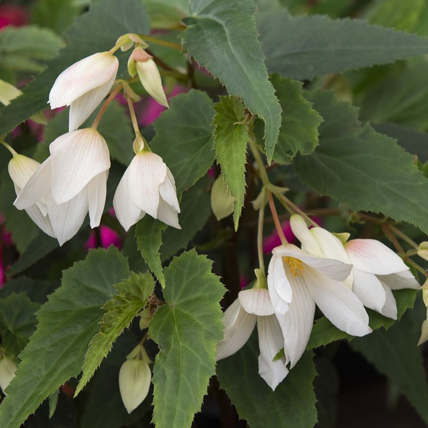 Hengebegonia F1 'Groovy White' i gruppen Frø / Ettårige blomster hos Impecta Fröhandel (10494)