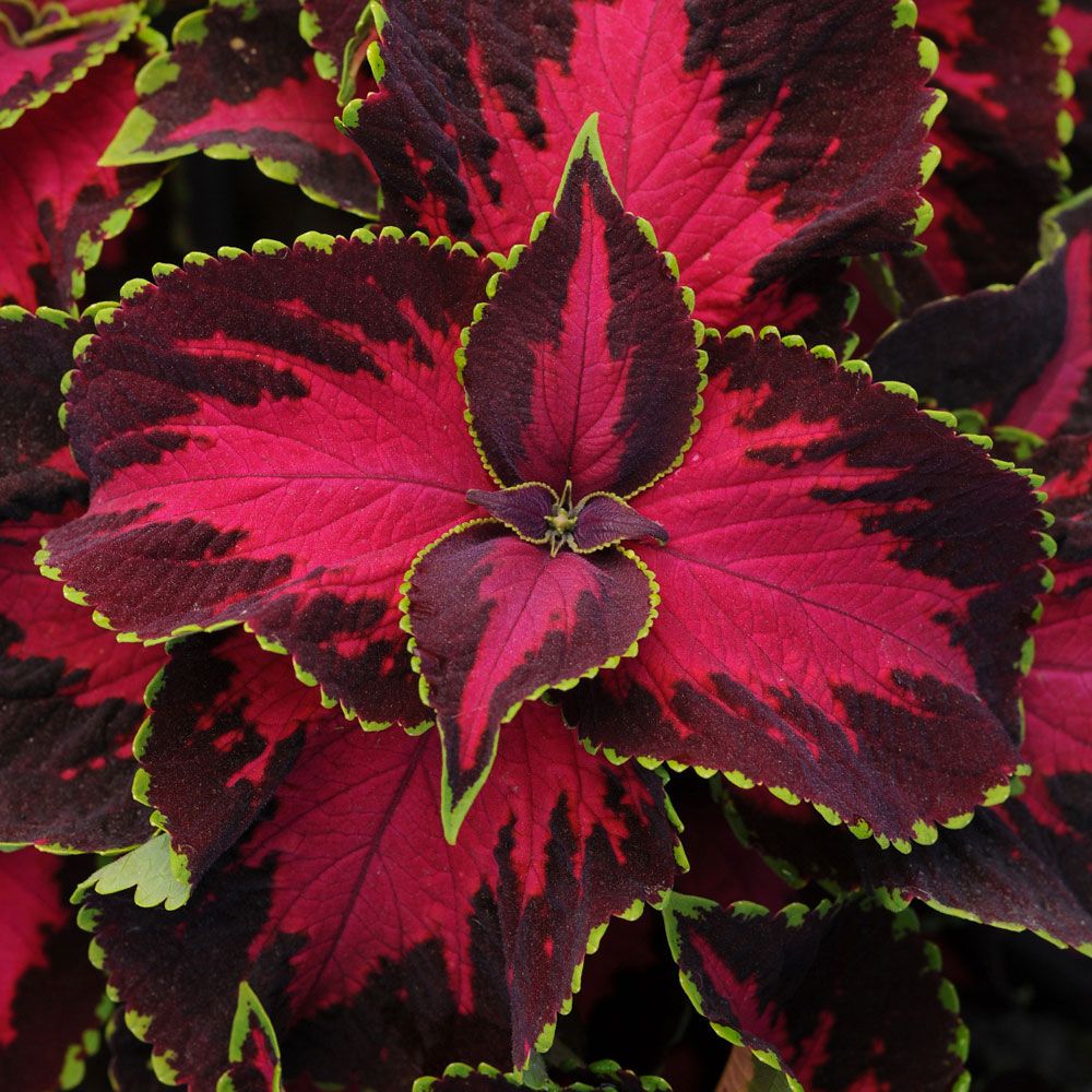 Coleus 'Chocolate Covered Cherry' i gruppen Frø / Flerårige potteplanter hos Impecta Fröhandel (106)